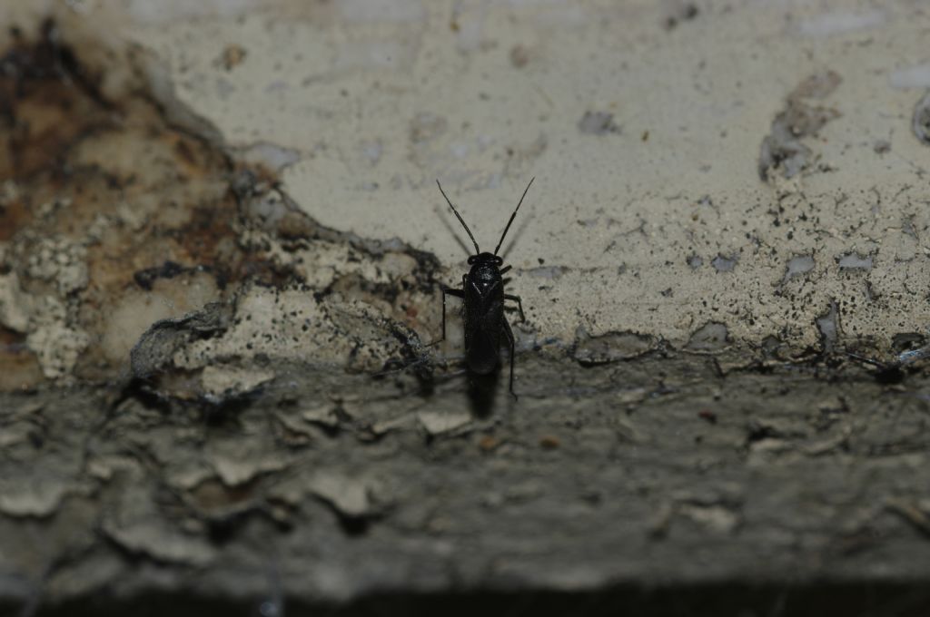 Miridae: Pachytomella sp. della Calabria (CS)